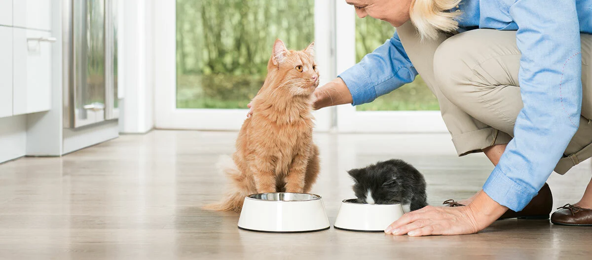 Persoon hurkt en aait een oranje kat en voert een zwart-witte kitten in een lichte moderne keuken met grote ramen.