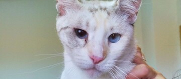 Die Heimkatze Bimba