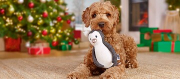 Chien brun bouclé allongé sur un tapis devant un sapin de Noël décoré, tenant un jouet en peluche pingouin dans la bouche.