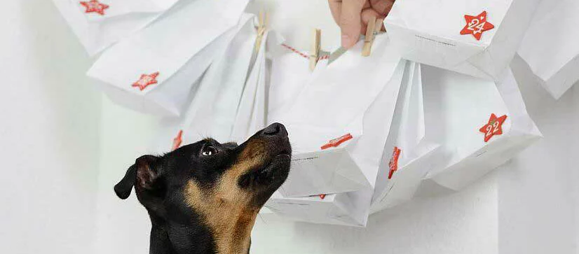 Adventskalender für Hunde