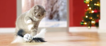 Adorable chat gris et blanc jouant avec un jouet à plumes devant un sapin de Noël décoré