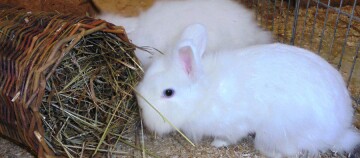 Zwei Kaninchen weiße Kaninchen
