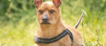 Der Hund Melfi aus dem Hanuer Tierheim