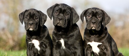 Drei schwarze Cane Corso Welpen sitzen nebeneinander auf grünem Gras mit weißen Brustflecken, draußen bei Tageslicht.