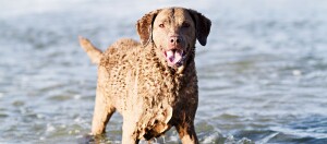 Ein Chesapeaker Bay Retriever steht im Wasser