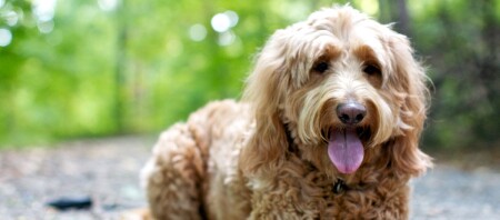 Ein Golden Doodle.