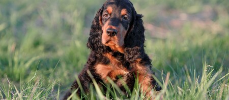 Ein Gordon Setter Welpe