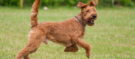 Ein Irish Terrier