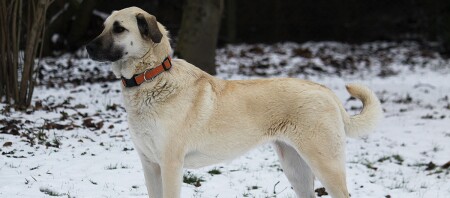 Een Kangal staande op een besneeuwde bosgrond