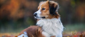 Ein Kooikerhondje
