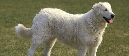 Ein Kuvasz
