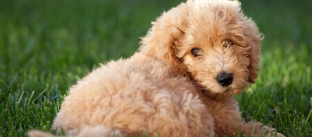 Labradoodle Charakter Haltung Und Pflege Fressnapf