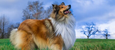 Ein Langharrcollie
