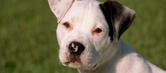 Close-up van een jonge witte hond met een zwarte oorvlek en roze-zwarte neus op groen gras