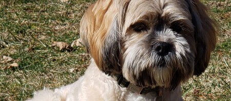 Ein Lhasa Apso