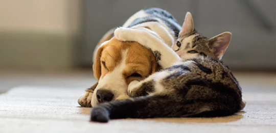 Beagle i pręgowany kot przytulają się spokojnie na podłodze, czuła przyjaźń między psem a kotem