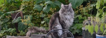 Mała szaro-biała mysz na trocinach, z różowym ogonem i uszami, widok z boku w klatce dla gryzoni.