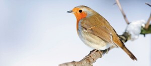 Nahaufnahme eines Rotkehlchens mit orange-roter Brust auf einem verschneiten Ast im Winter