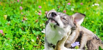 Hond krabt zich in een bloeiend groen veld, ontspannen hond in de natuur