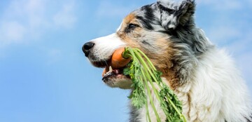 Pies trzyma świeżą marchewkę z zielonymi liśćmi w pysku na tle niebieskiego nieba