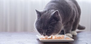 Grijze kat met witte poten eet visstukjes van een wit bord op een houten tafel voor een lichte gordijn.