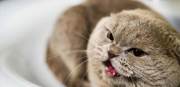 Zbliżenie kota rasy Scottish Fold z zaokrąglonymi uszami i otwartymi ustami