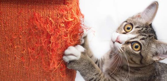 Chat tigré gris grattant un tissu orange usé sur un canapé