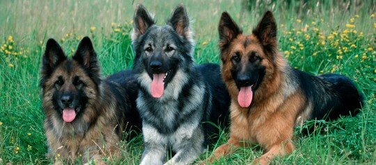 Drei Deutsche Schäferhunde liegen entspannt auf einer grünen Wiese mit gelben Blumen.