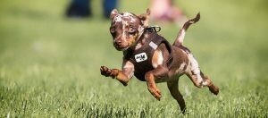 Kleine bruin gevlekte hond die vrolijk over groen gras springt met een zwart harnas