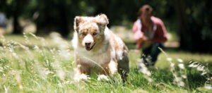 Australian Shepherd Hund rennt über eine grüne Wiese einem Spielzeug hinterher.