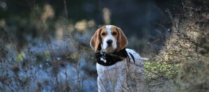 Chien Beagle en plein air dans un environnement naturel avec pelage blanc et marron et collier noir