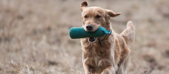 Chien Golden Retriever courant dans un champ sec avec un jouet d'entraînement vert dans la bouche