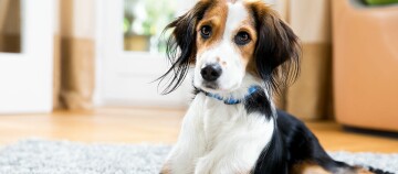 Uroczy pies z brązowo-czarną sierścią i niebieską obrożą leży na szarym dywanie w przytulnym salonie.