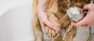 Lavage doux de la patte d'un chien avec une douchette à main, bain et soin du chien