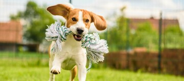 Bawiący się pies rasy Beagle biegnie po zielonej trawie na zewnątrz z dużą białą i zieloną zabawką linową w pysku
