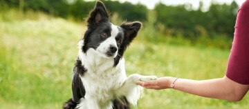 Pies Border Collie podaje łapę człowiekowi na zielonej łące, przyjazna interakcja na świeżym powietrzu