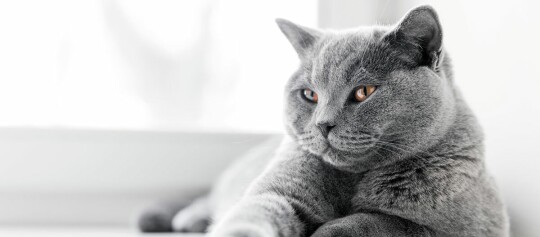 Zbliżenie na zrelaksowanego kota rasy Brytyjski Krótkowłosy o gęstym szarym futrze i bursztynowych oczach na białym tle