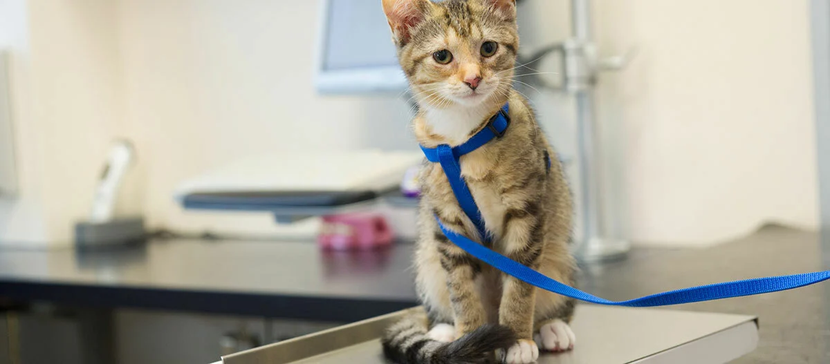 Junge getigerte Katze mit blauem Geschirr sitzt auf Untersuchungstisch in Tierarztpraxis