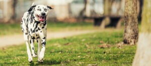 Dalmatier hond rent vrolijk over een grasachtig pad in het park