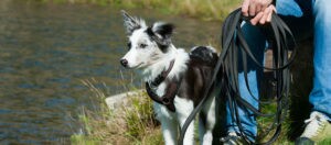 Czarnobiały Border Collie w uprzęży i na smyczy nad brzegiem jeziora, trzymany przez osobę w niebieskich dżinsach.