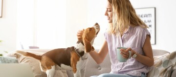 Jonge vrouw die liefdevol haar beagle-hond op de bank aait en een koffiemok vasthoudt
