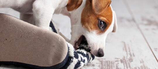 Petit Jack Russell Terrier mord une pantoufle confortable sur un sol en bois clair