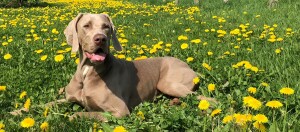 Weimaraner Hund liegt entspannt auf einer grünen Wiese voller gelber Löwenzahnblumen an einem sonnigen Tag