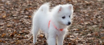 Witte pluizige puppy met oranje halsband staand op een met droge herfstbladeren bedekte grond