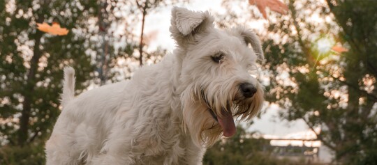 Biały pies rasy Schnauzer z kręconą sierścią na zewnątrz w świetle słonecznym, szczęśliwy z wystawionym językiem.