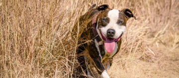 Blije Staffordshire Bullterrier hond met bruine harnas loopt door hoog, droog gras buiten