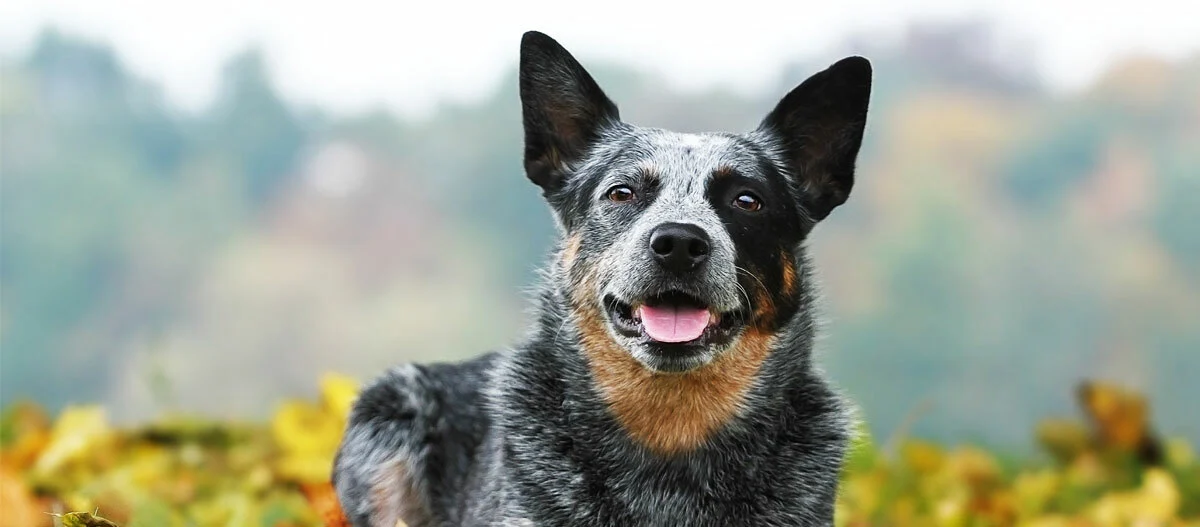 Glücklicher Australian Cattle Dog mit schwarz-grauem Fell sitzt im herbstlichen Wald