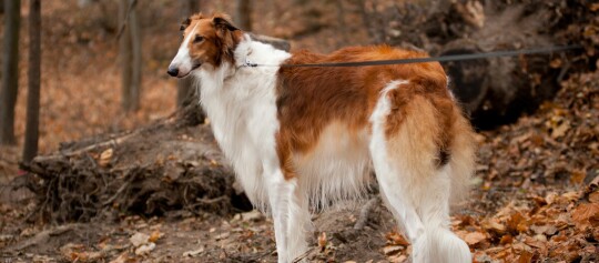 Pies rasy Borzoi z długą sierścią na smyczy w jesiennym lesie