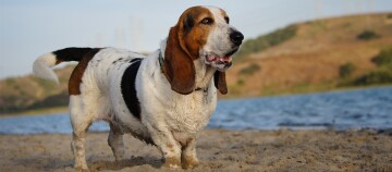 Tricolor Basset Hound hond staand op een zanderige oever bij een meer op een zonnige dag