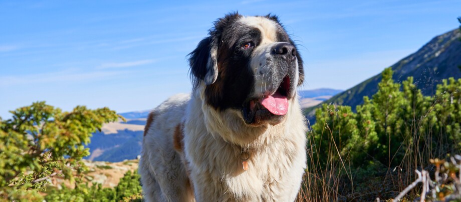 Een St Bernard staat op een berg